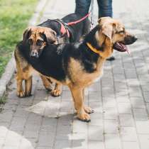 Коротколапики, рожденные от бассета и овчарки &mdash; Адель и Лада, в Москве