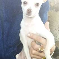 Вязка той-терьер, в Хабаровске