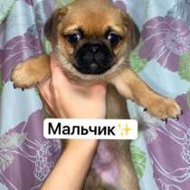 Щенки мопса, в Наро-Фоминске