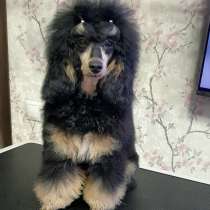 Пуделята фантомы, в Москве