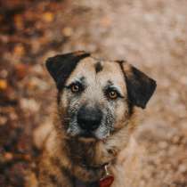 Спокойная собачка Тера из Курска в добрые руки, в Москве