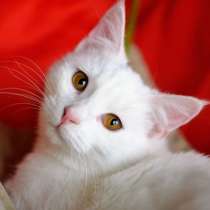Белый котенок Балет ищет дом, в Москве