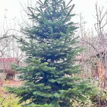 Продам Живую Ель (пихту)на Елку, в наличие есть и меньше, в Москве
