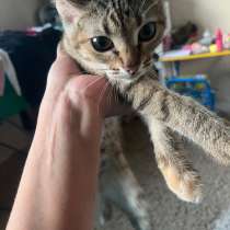 Котенок, в Энгельсе