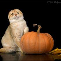 Шотландская вислоухая золотая шиншилла, в Геленджике