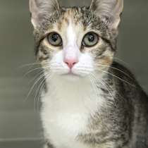 Котенок в добрые руки, в Вологде