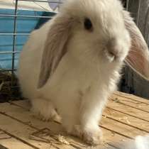 Крольчиха декоративная, в смете с клеткой и домиком, в Туле