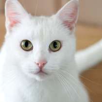 Белый котенок Танго в добрые руки, в Москве