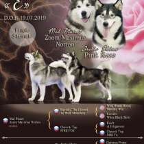 Щенки Маламутики от родителей чемпионов, в Москве