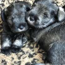 Очаровательные щенки цвергшнауцера, в г.Минск