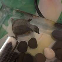 Черепаха Трионикс, в Оренбурге