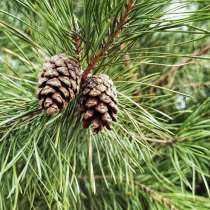 Сосны оптом. Елки, в Новотроицке