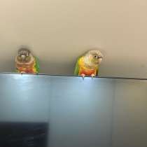 Попугай, в Королёве