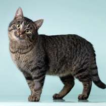 Ищет дом шикарный, молодой кот Капитан! Ласково &mdash; Тоша, в Москве