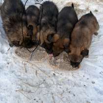 Щенки в добрые руки, в Екатеринбурге