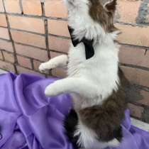 Ласковый котик Рон ищет семью!, в Москве