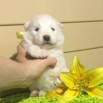 Самоедская лайка, самые пушистые малыши !!!, в Санкт-Петербурге