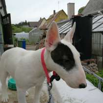 Подарю сучку, в Москве