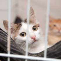 С котиком Алриком ваша жизнь изменится к лучшему, в Москве