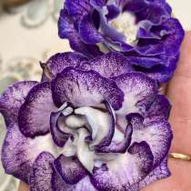 Глоксиния, в Ленинск-Кузнецком