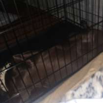 Продам клетку для собаки, в Норильске