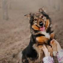 Небольшая ласковая Изида ищет семью, в Москве