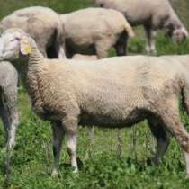 Продам сукотных овец, в Самаре