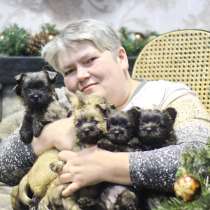 Продаю щенков Керн терьера, в Санкт-Петербурге