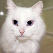 Котик Милок ждет своего человека, в Москве