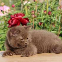 Британский котик шоколадка, в Санкт-Петербурге