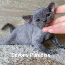 Devon Rex, в Санкт-Петербурге