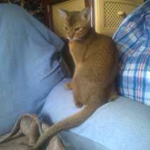 Продаётся абиссинский кот, в Санкт-Петербурге