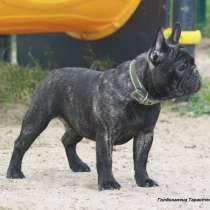 Французский бульдог подрощенные тигровые девочки, в Москве