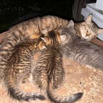 Котята, в Уссурийске