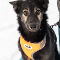 Скромный щенок Барс ждет свою семью, в Москве