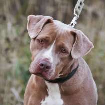 Молодая питбуль Бежа в дар, в Москве