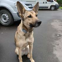 Найдена собака, в Балашихе