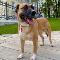 Собака Энни ждёт своего хозяина, в Москве