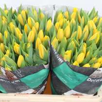 Тюльпаны оптом с доставкой от производителя из Голландии, в Братске