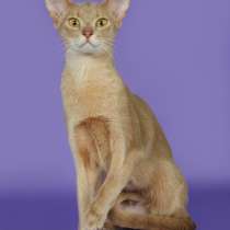 Абиссинская кошечка в добрые ручки, в Москве