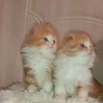 Умные фолды, в Москве