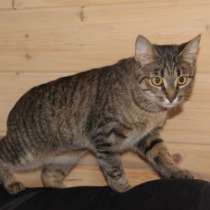 Кошка рысь, в Москве