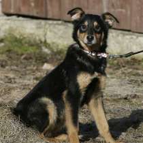 Щенок Менсон, в Москве