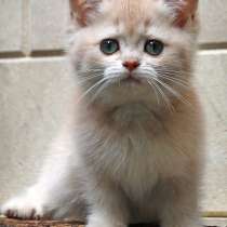 Британский котенок девочка лиловая шиншилла, в Москве
