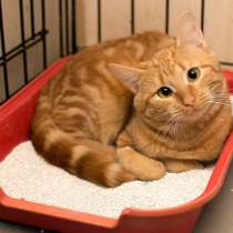 Ищет дом рыжее солнышко Асмодей, в Москве