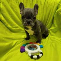 French bulldog. Blue boy, в г.Берлин