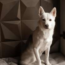 Маленькая белая собачка Белка в дар, в Москве