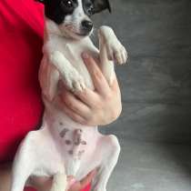 Щенки той-фокстерьера в дар, в Москве