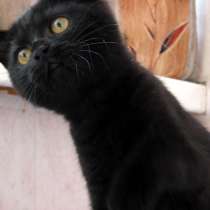 Британский черный котик, в Москве