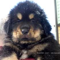 Тибетский мастиф - щенки от Чемпионов, в Санкт-Петербурге